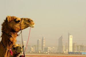 13521627125849f69312703366dfdcff2d0f5e33d4