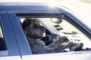 特訓で犬が車の運転に成功 富裕層の最上級を刺激する ゆかしメディア